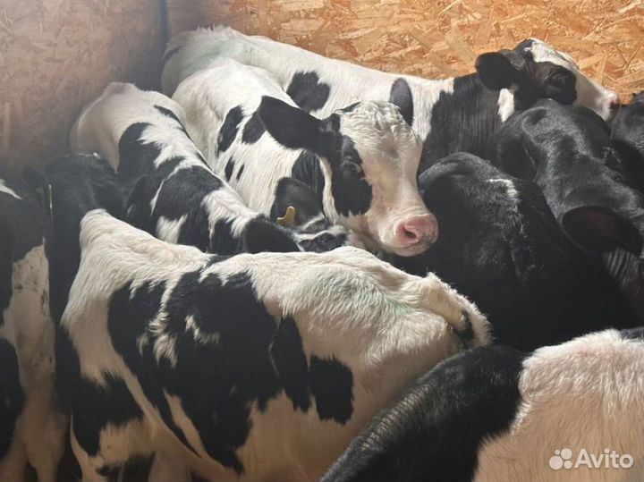 Телята бычки