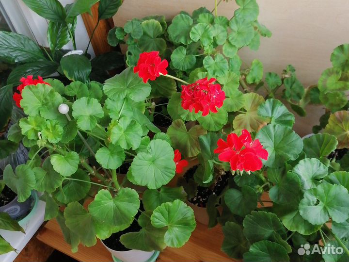 Герань пеларгония