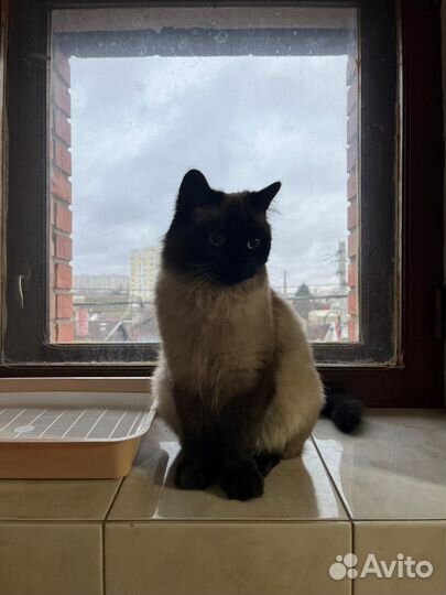 Кошка невская маскарадная