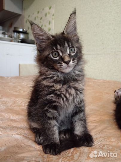 Котята мейн-кун