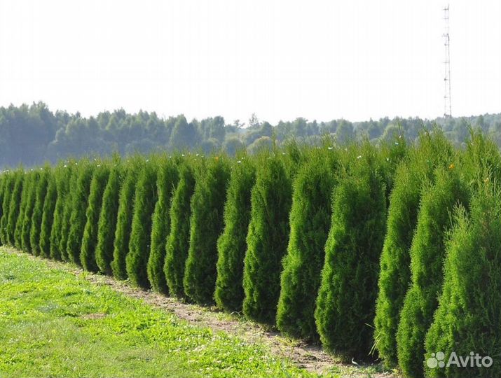Туя колумна для живой изгороди