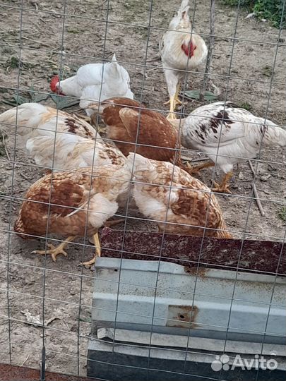 Куры несушки