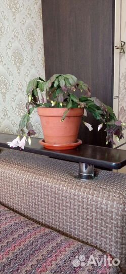 Комнатные цветы декабрист