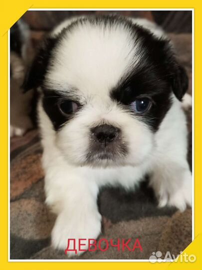 Щенки пекинеса