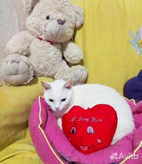 В добрые ручки