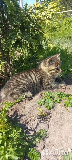 Отдам в добрые руки