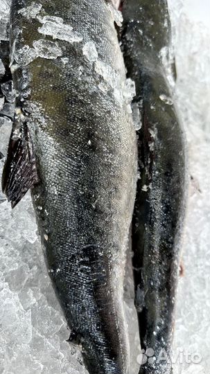 Продаю рыбу