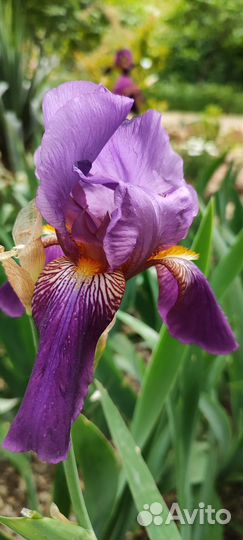 Ирис