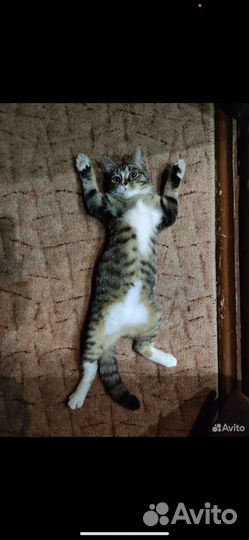 Кошка в добрые руки