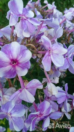 Флоксы сортовые