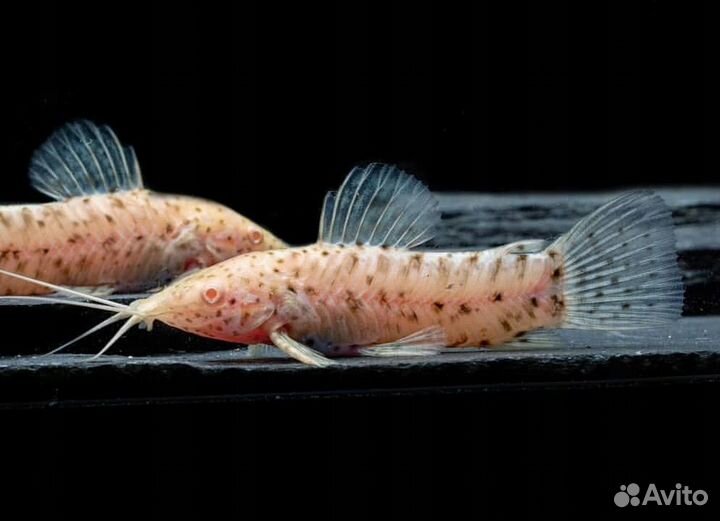 Сом Таракатум Альбино (арт 4004)