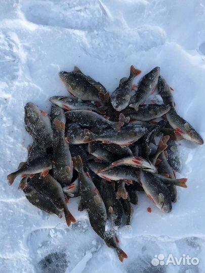 Рыбалка с Panoptix на Рыбинском Водохранилище