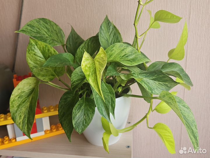 Сциндапсус эпипренум Marble Queen