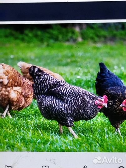 Куры молодки