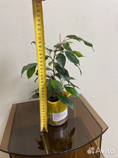 Фикус бенджамина