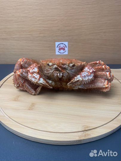 Краб волосатик для горячего