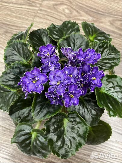 Сортовые фиалки