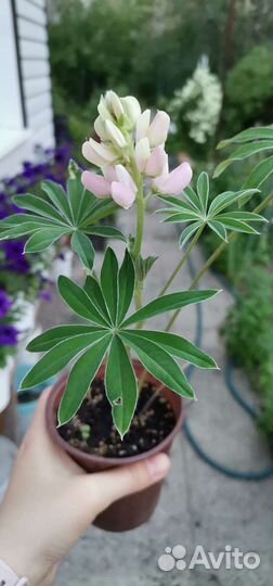 Люпины смесь