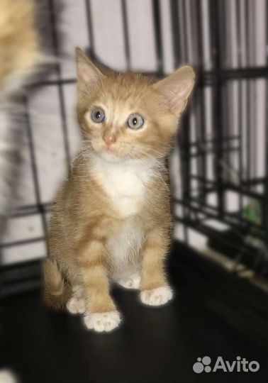 Котики с сво