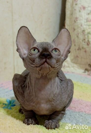 Канадский сфинкс