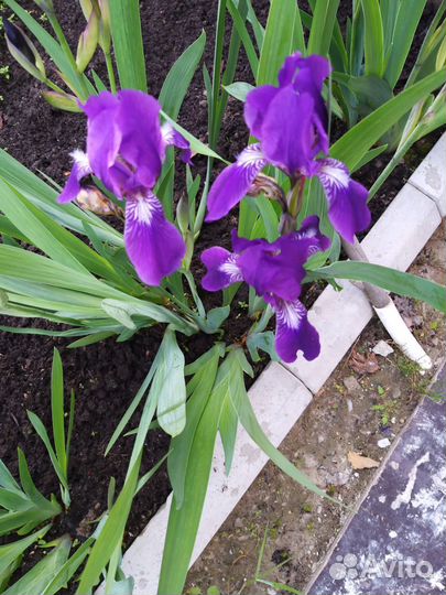 Ирис фиолетовый