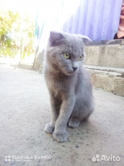 Кошка в дар