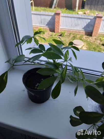 Продам шефлеру