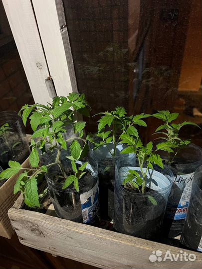 Рассада помидор