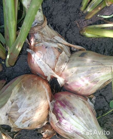 Лук шалот Деликатес (семейный)