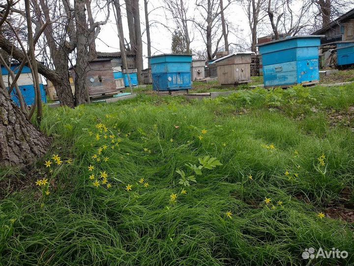 Продам пчелосемьи средне-русской породы