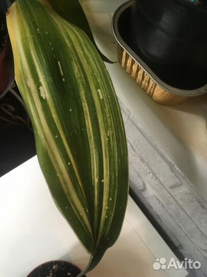Аспидистра сорт Amanogawa