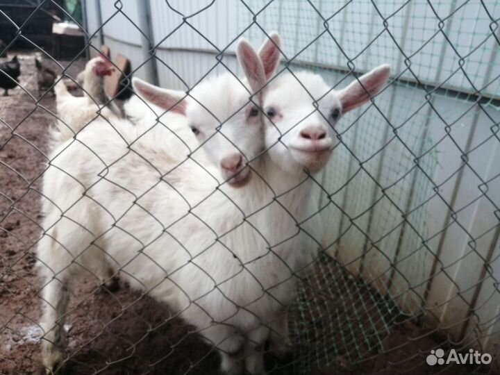 Зааненские козлята