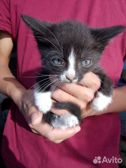 Котики бесплатно