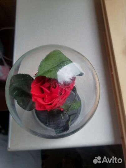 Роза в колбе