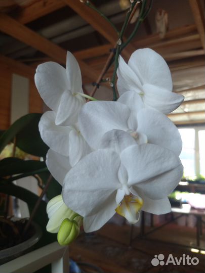 Орхидея