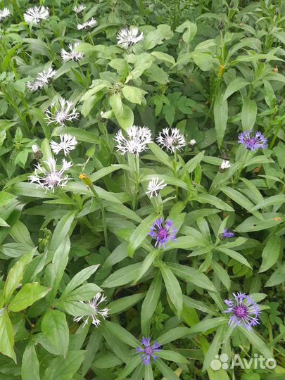 Астранция,ромашка,лихнис корончатый,васелёк