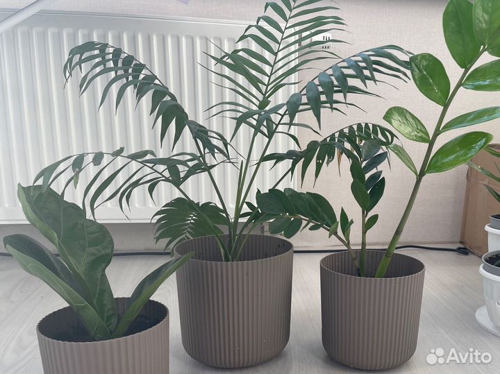 Набор комнатных растений