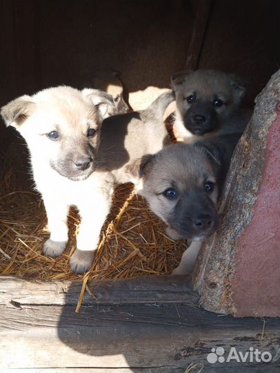 Щенки