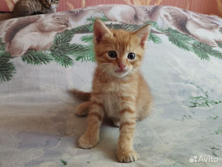 Отдадим котят(2 мальчика,2 девочки)