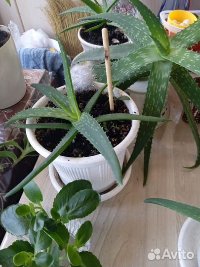 Алоэ лечебный