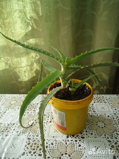 Алоэ столетник; живое дерево; золотой ус - отводки