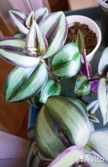 Традесканция