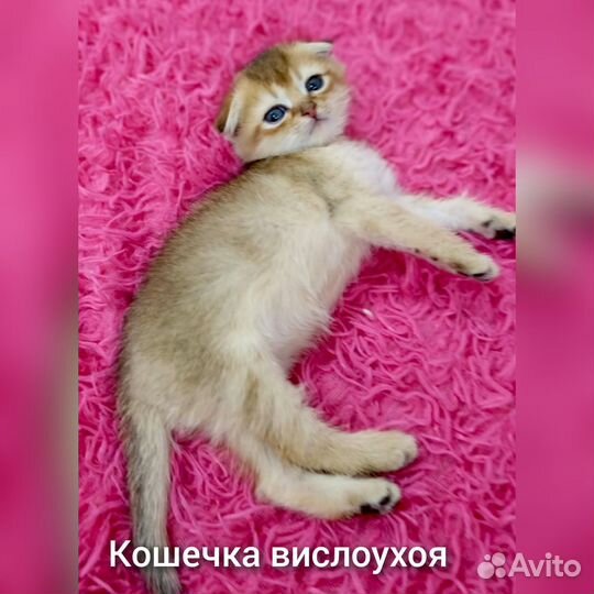 Шотландские золотые шиншиллы котята