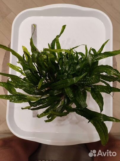 Аквариумные растения и декор