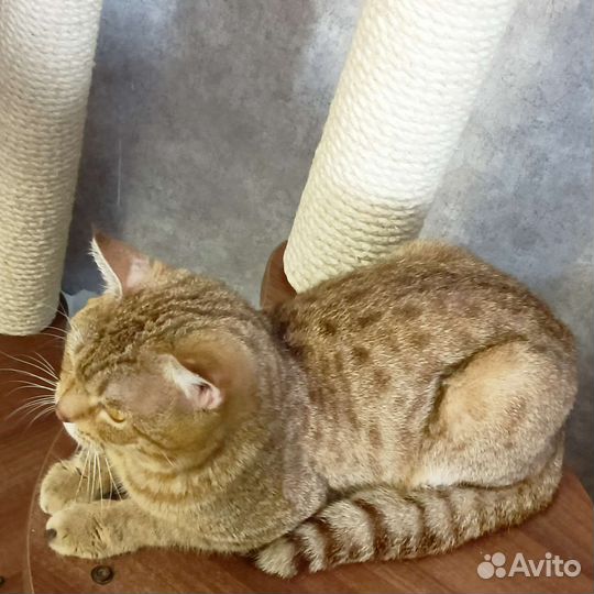 Котик Голд