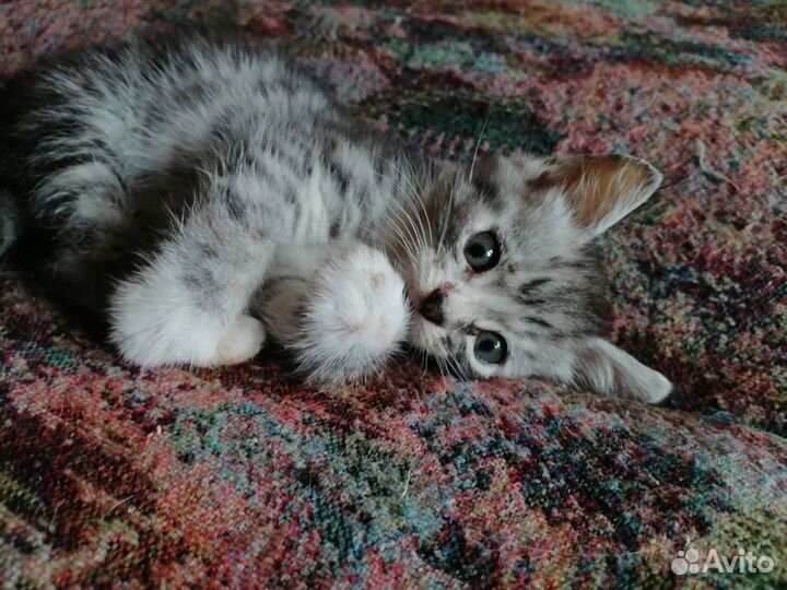 Миленький котенок в хорошие руки