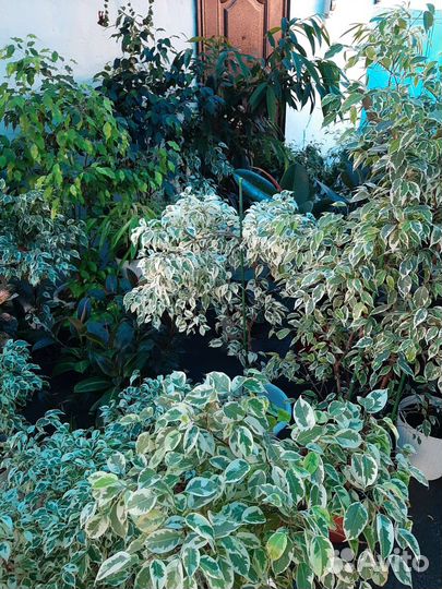 Сортовые фикусы