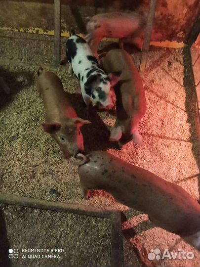 Поросята дюрок с питреном