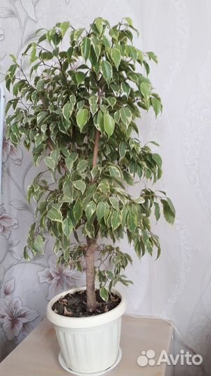 Фикус бенджамина