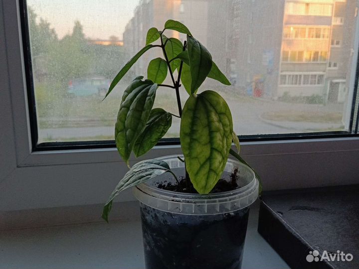 Комнатные растения